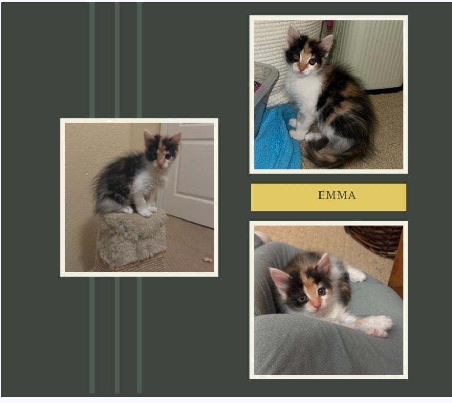 Itsie Bitsie Rescue tweet media