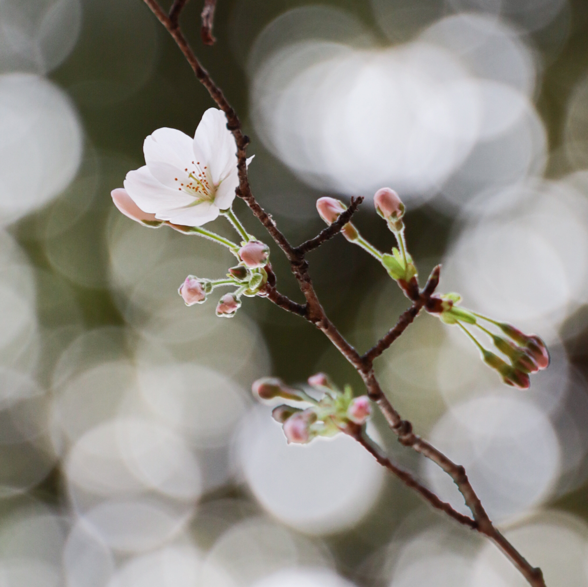 東京国立博物館　広報室 tweet media