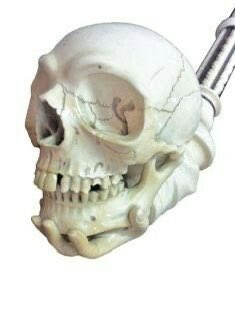 Senex Maximus tweet media