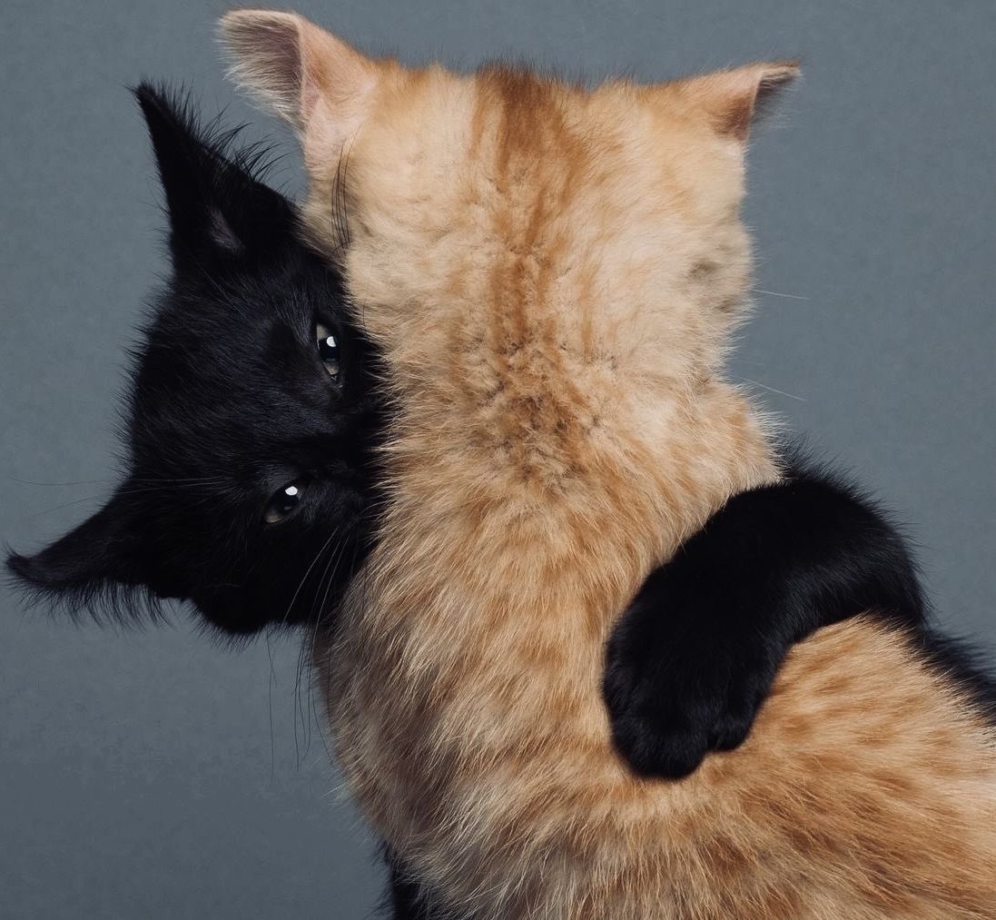 ☆ RØWEN ⊬ #quietisviolent❕ tweet media