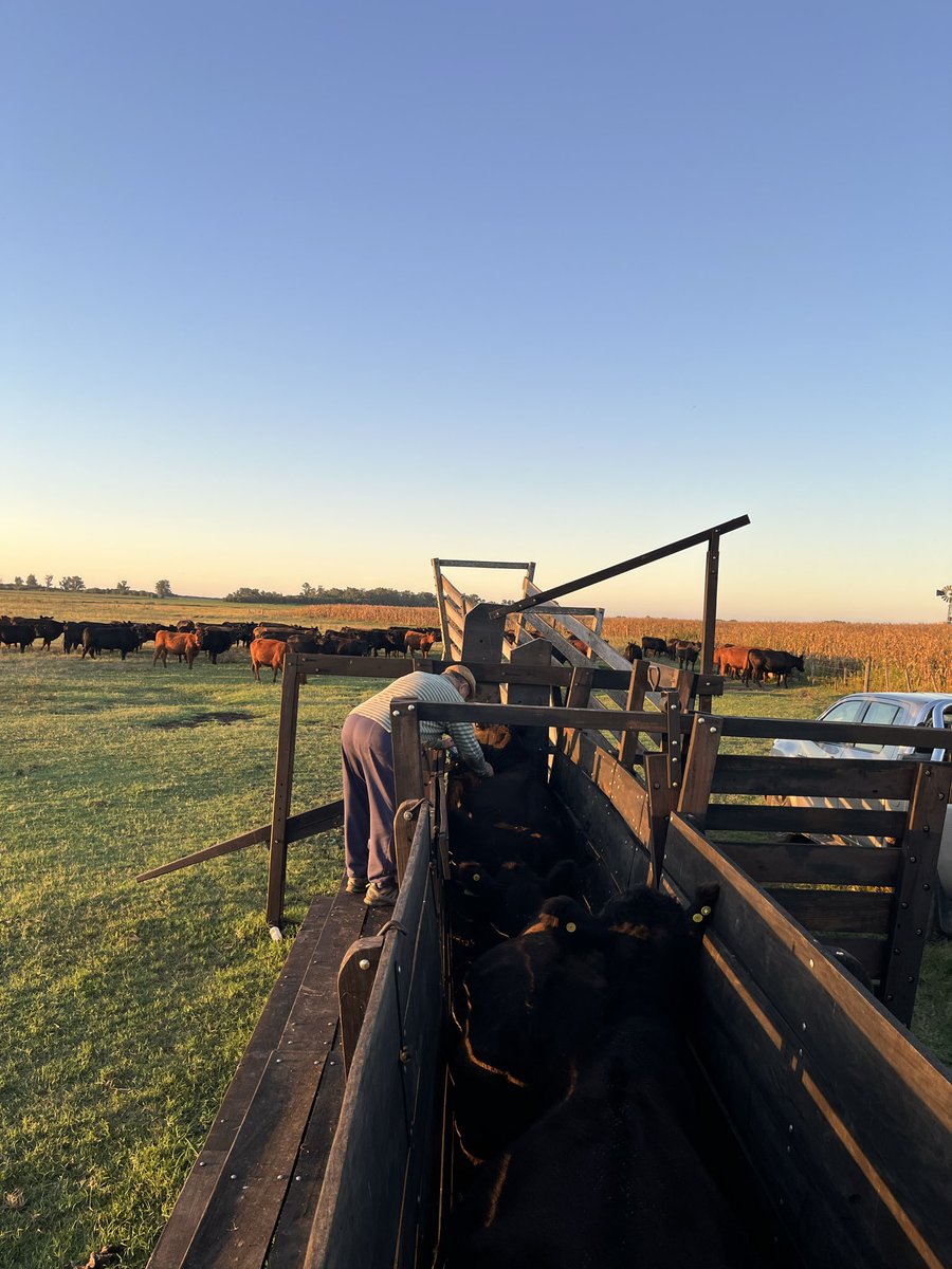 Arse 🚜 🐃🐂⚪🔴⚪ tweet media