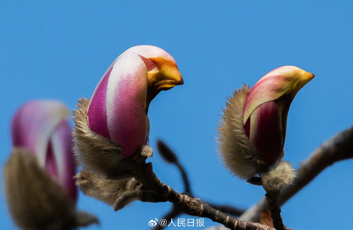 Beautiful China tweet media