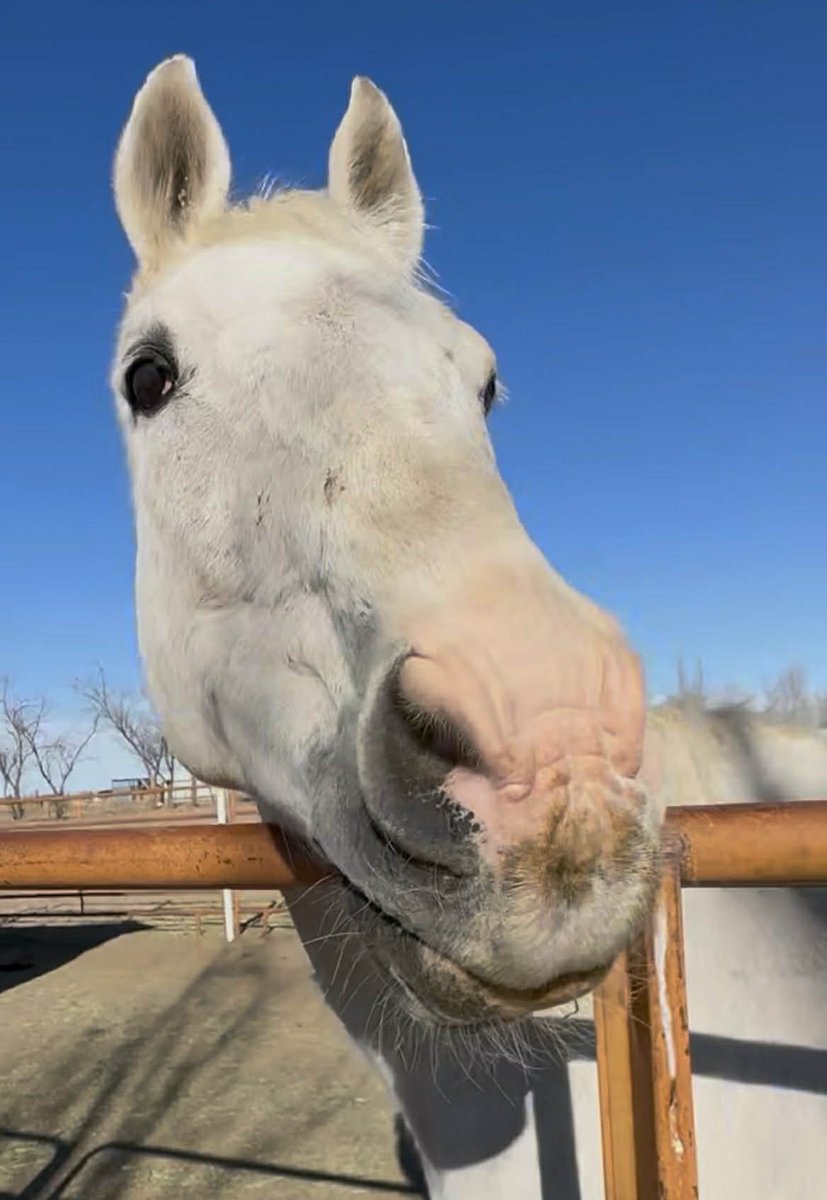 R.A.C.E. Fund, Inc. tweet media