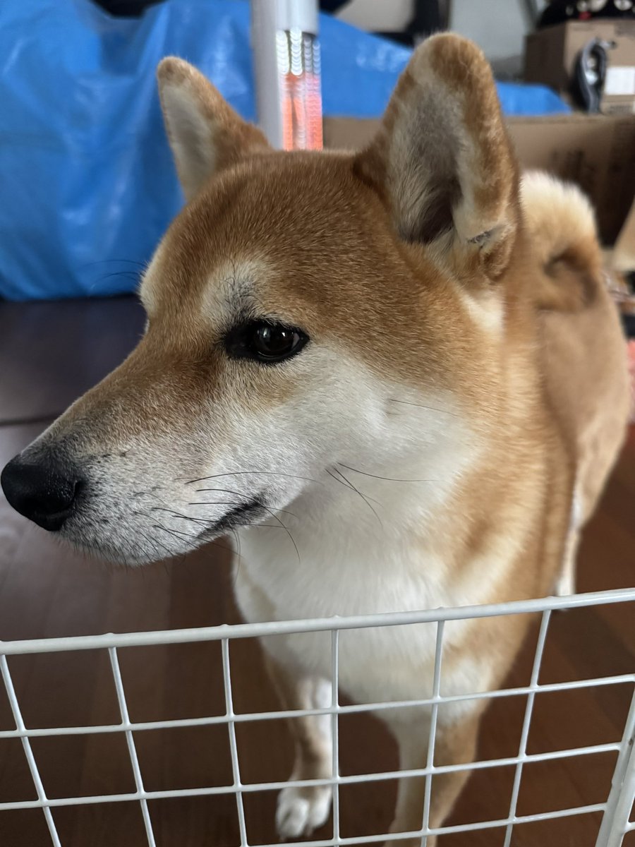 おはわんこ