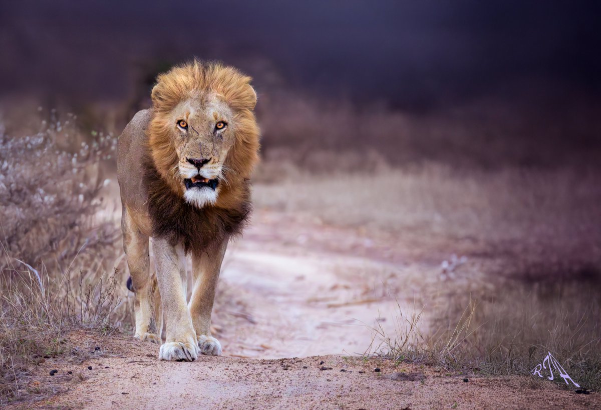 March4ElesAndRhinos tweet media