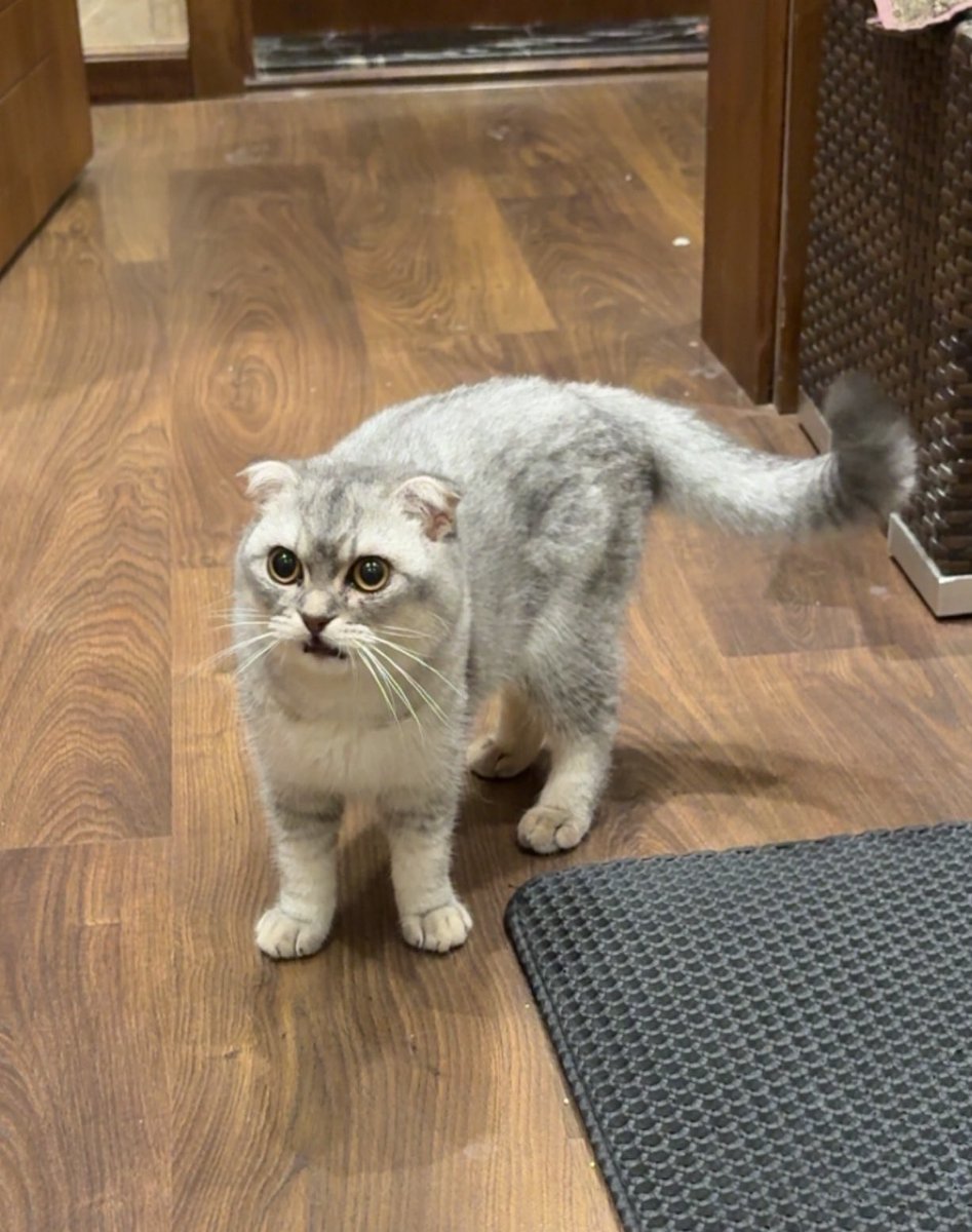 No limits-Just asymptotes tweet media