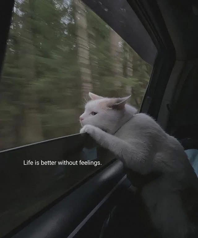 surpriseX tweet media