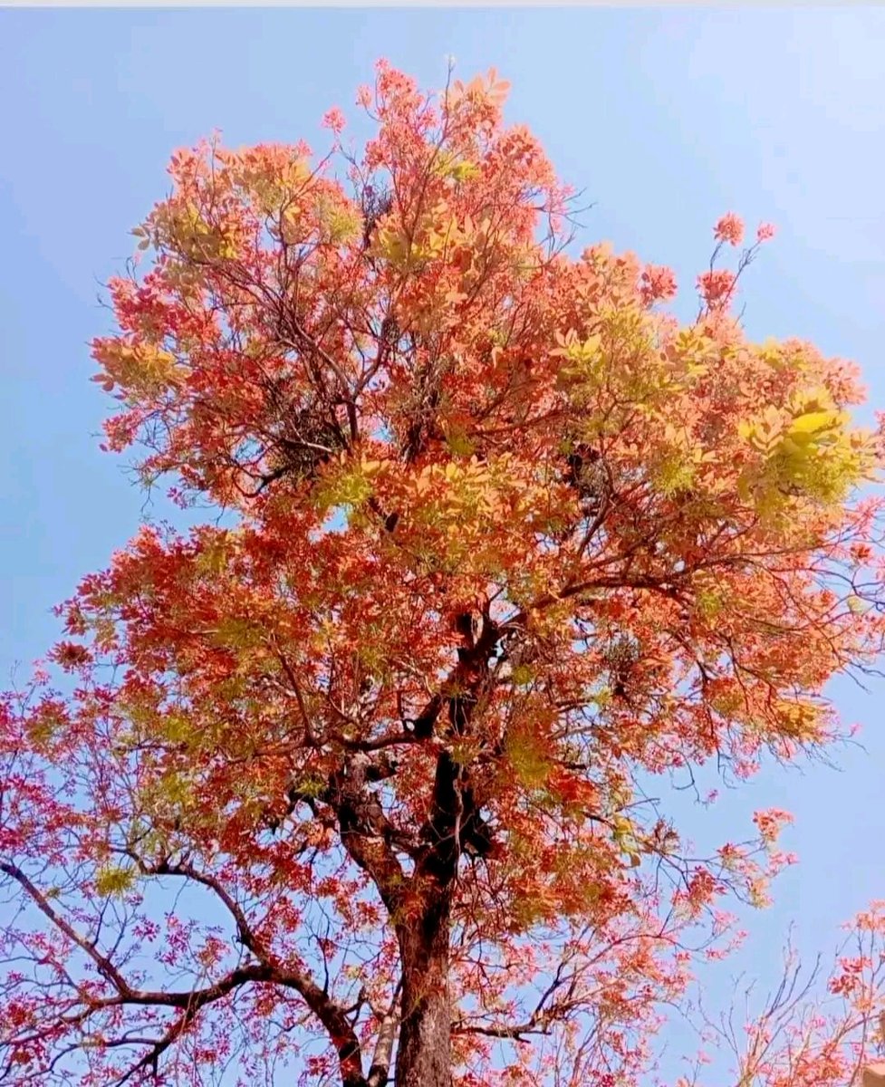 Bengal's untold tales tweet media