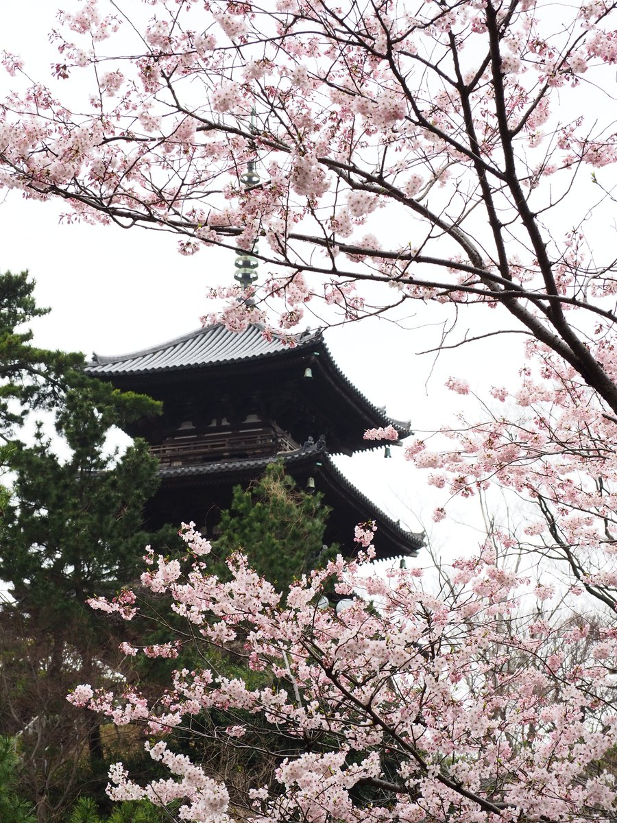 三溪園 tweet media