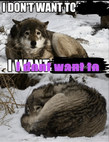 sebbspirit tweet media