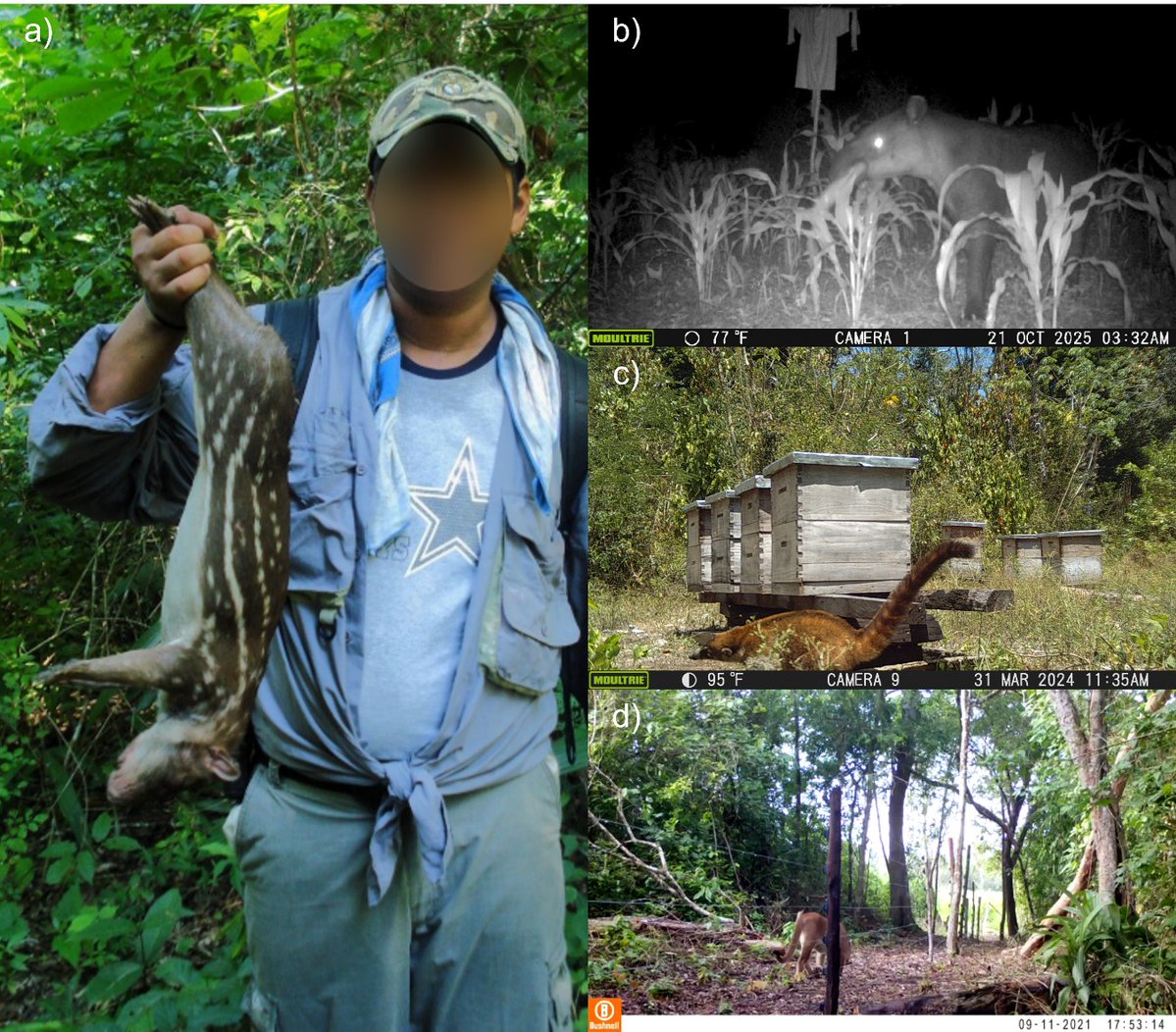 Asociación Mexicana de Mastozoología AC tweet media