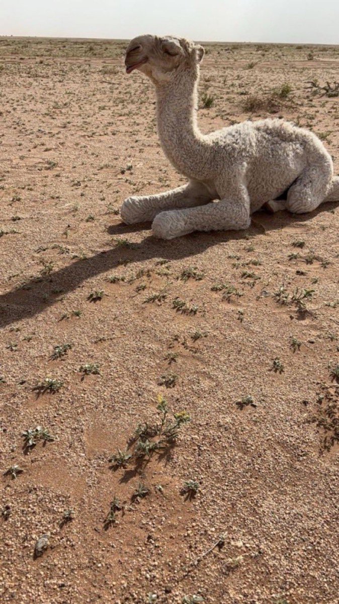 ابو محمد tweet media