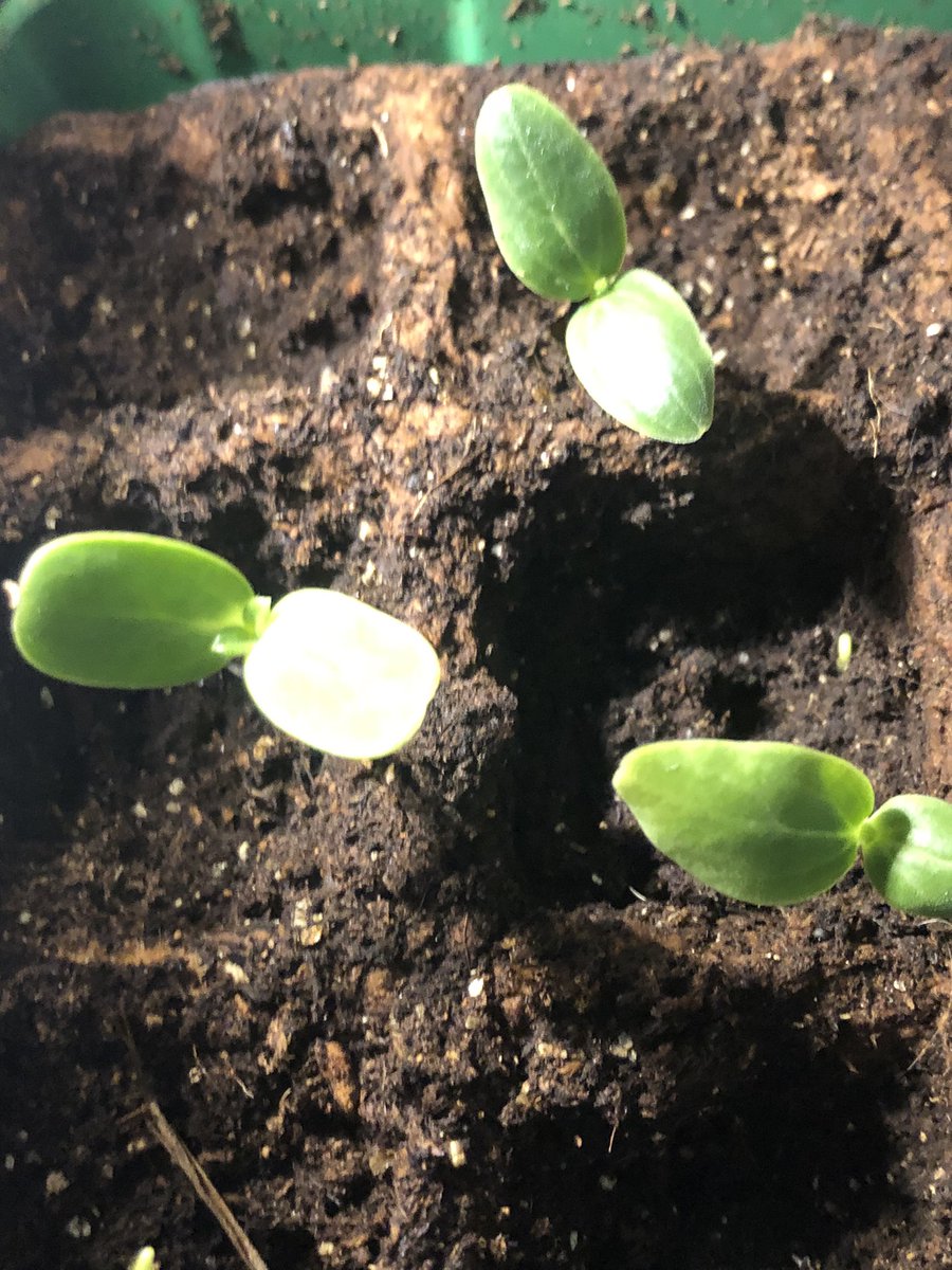 Randoms404's tweet image. Silly little thing I’m excited about: future cucumbers #garden #growingfood
