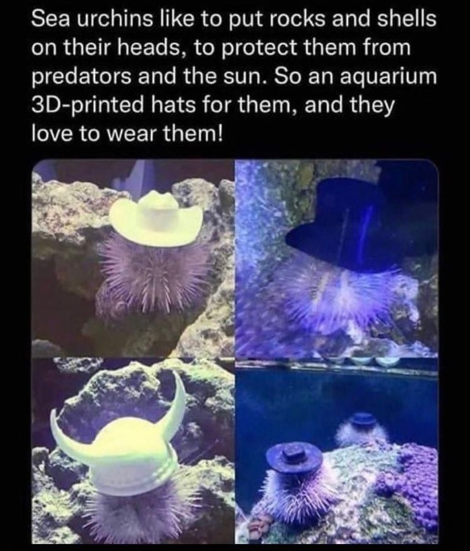 Spill The Memes tweet media