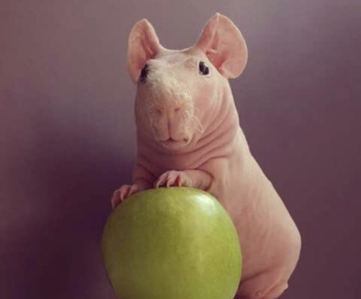 🇺🇸JKCMO77🇺🇸 tweet media