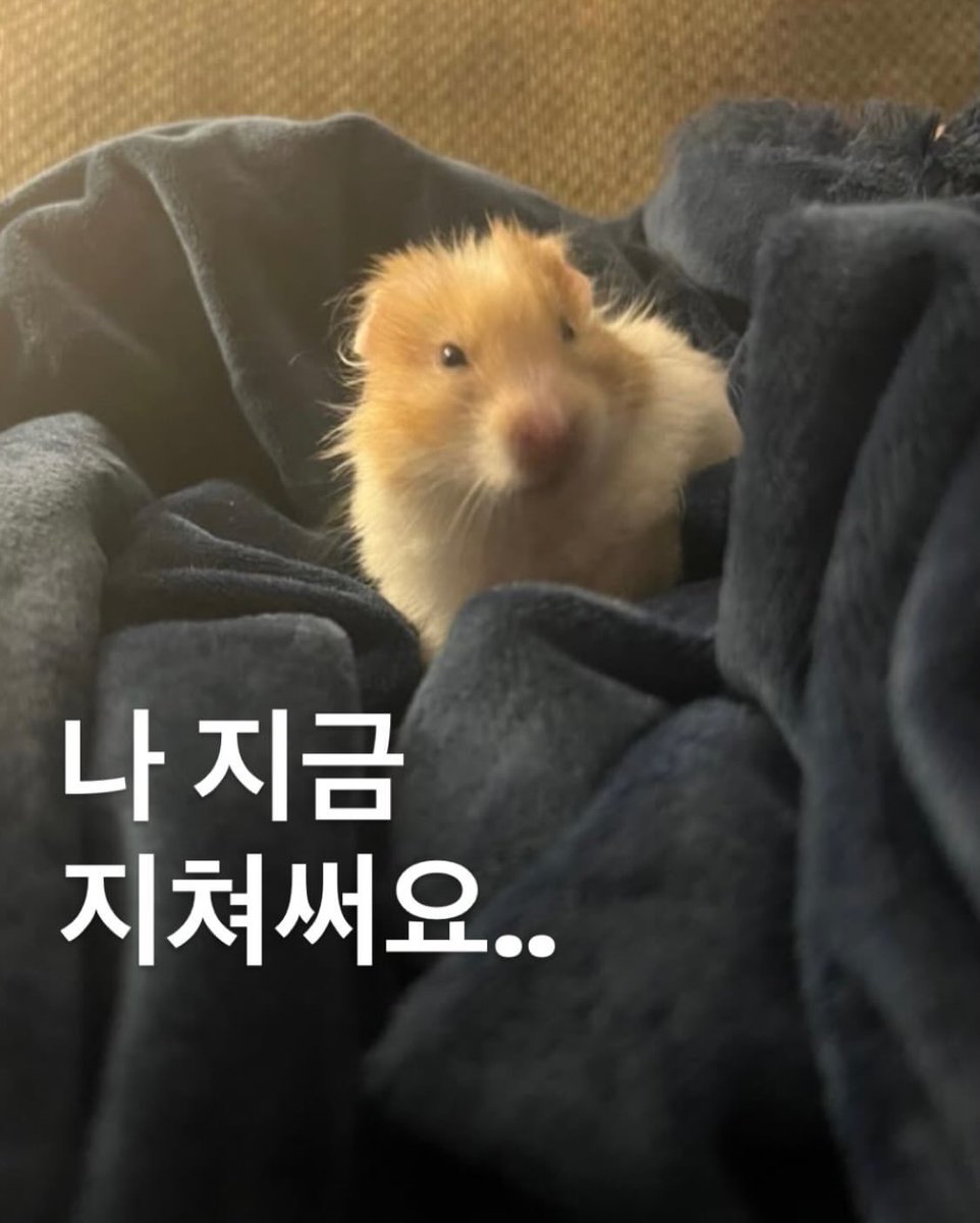 짤백업용 tweet media