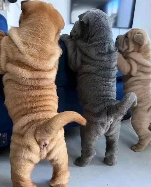 vivaneil1234's tweet photo. https://t.co/wACbpjb4a5