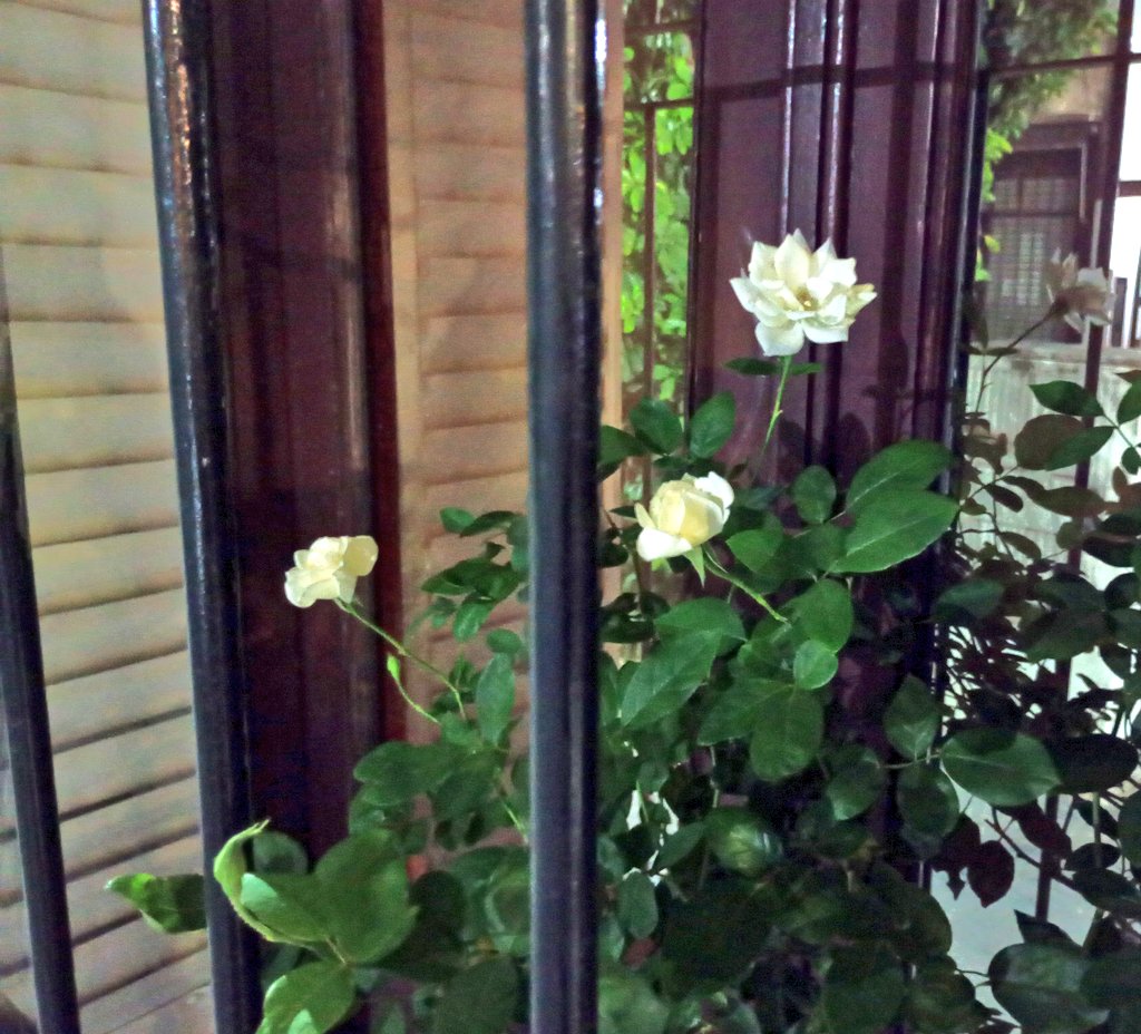 🏴‍☠️ Mai neim is M. Carolain 🇦🇷 tweet media