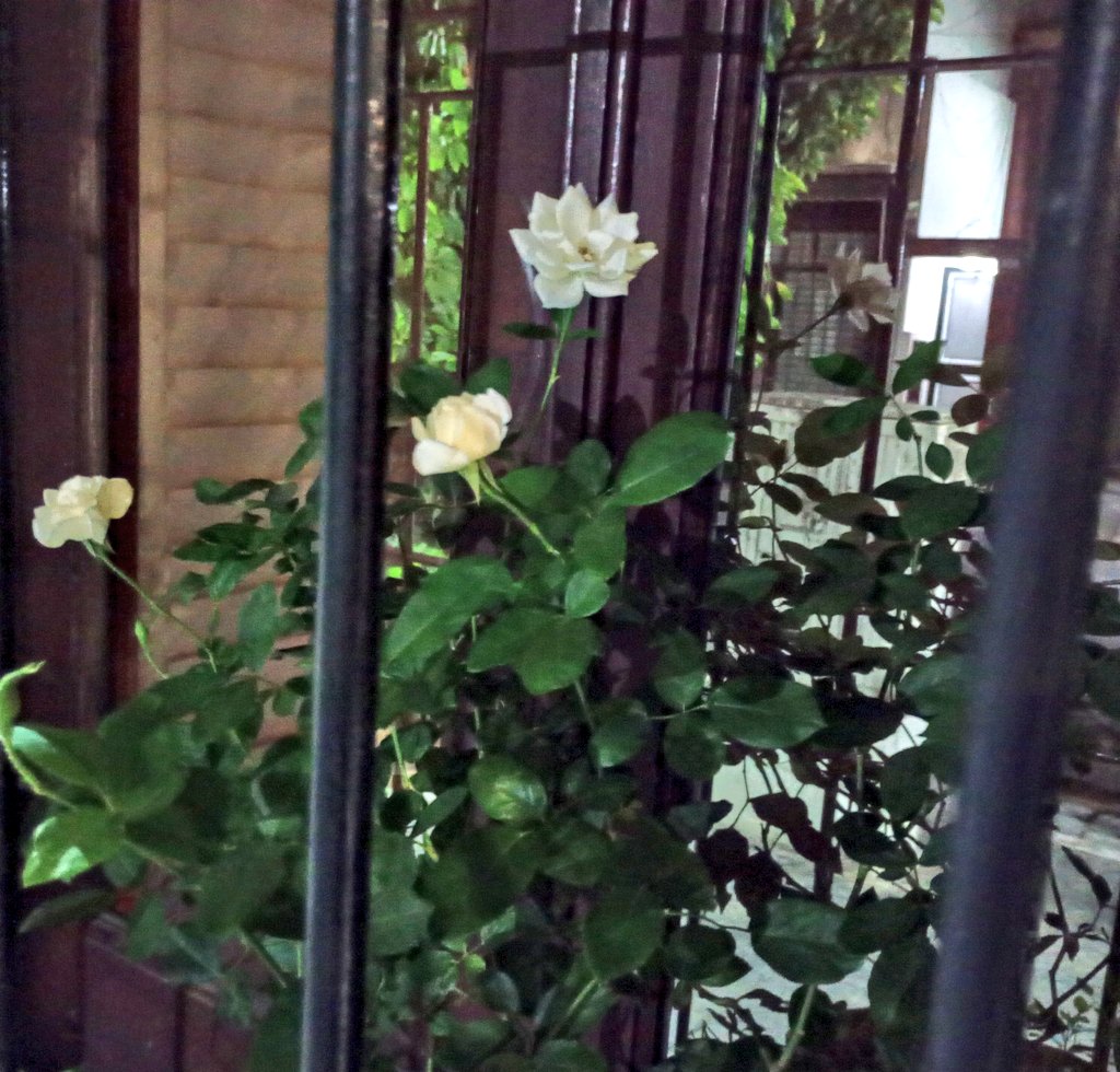 🏴‍☠️ Mai neim is M. Carolain 🇦🇷 tweet media