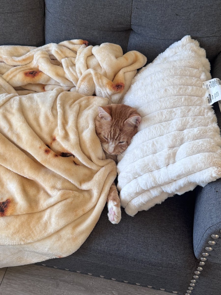 bagel !! tweet media