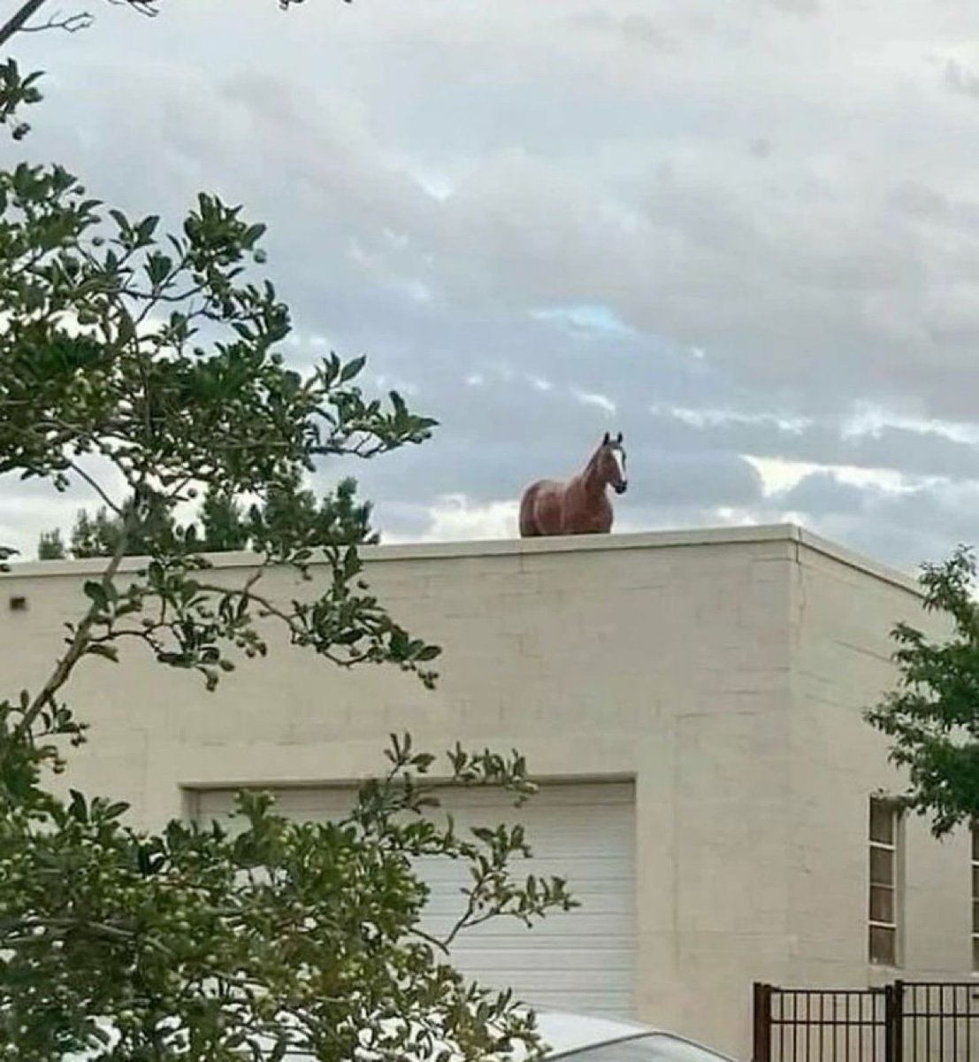 horse will succeed because horse is insane

horse