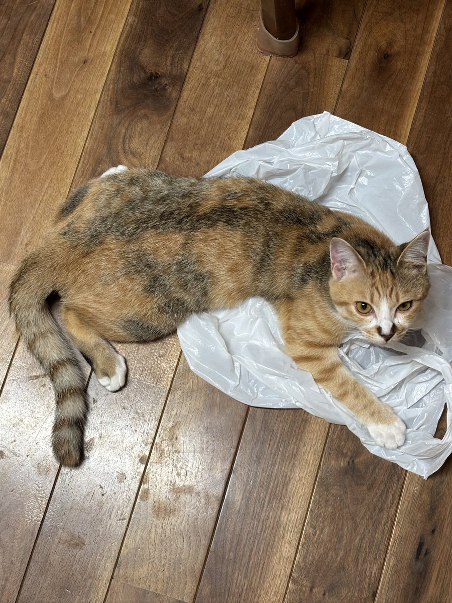 後藤知江 │イラストレーター tweet media