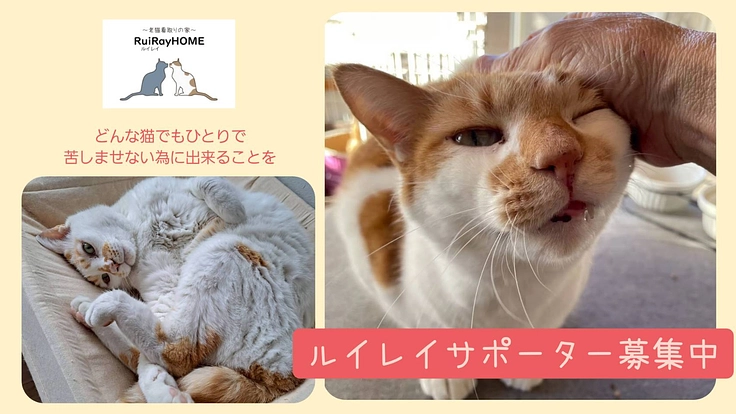 gfancats's tweet photo. 以前ご紹介した埼玉県松伏町の老猫ホーム・保護猫シェルターRuiRay HOMEが、クラファンでマンスリーサポーターを募っています。病気の猫たちの医療費や、環境を維持し活動を続けるための挑戦です。温かいご支援をお願いします。

https://t.co/dyNtVU5IyF

#クラウドファンディング #常設寄付 https://t.co/3MOh2SgCnb