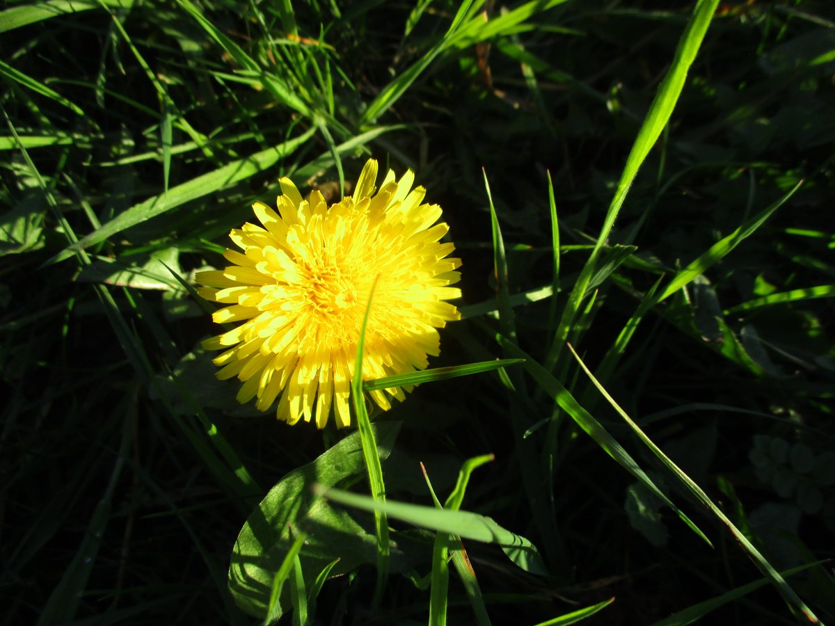 Stella Stafford 🍃 💚 🍃🦇🦇🦎🦎🕷️🕷️🦭🦭 🐌 tweet media