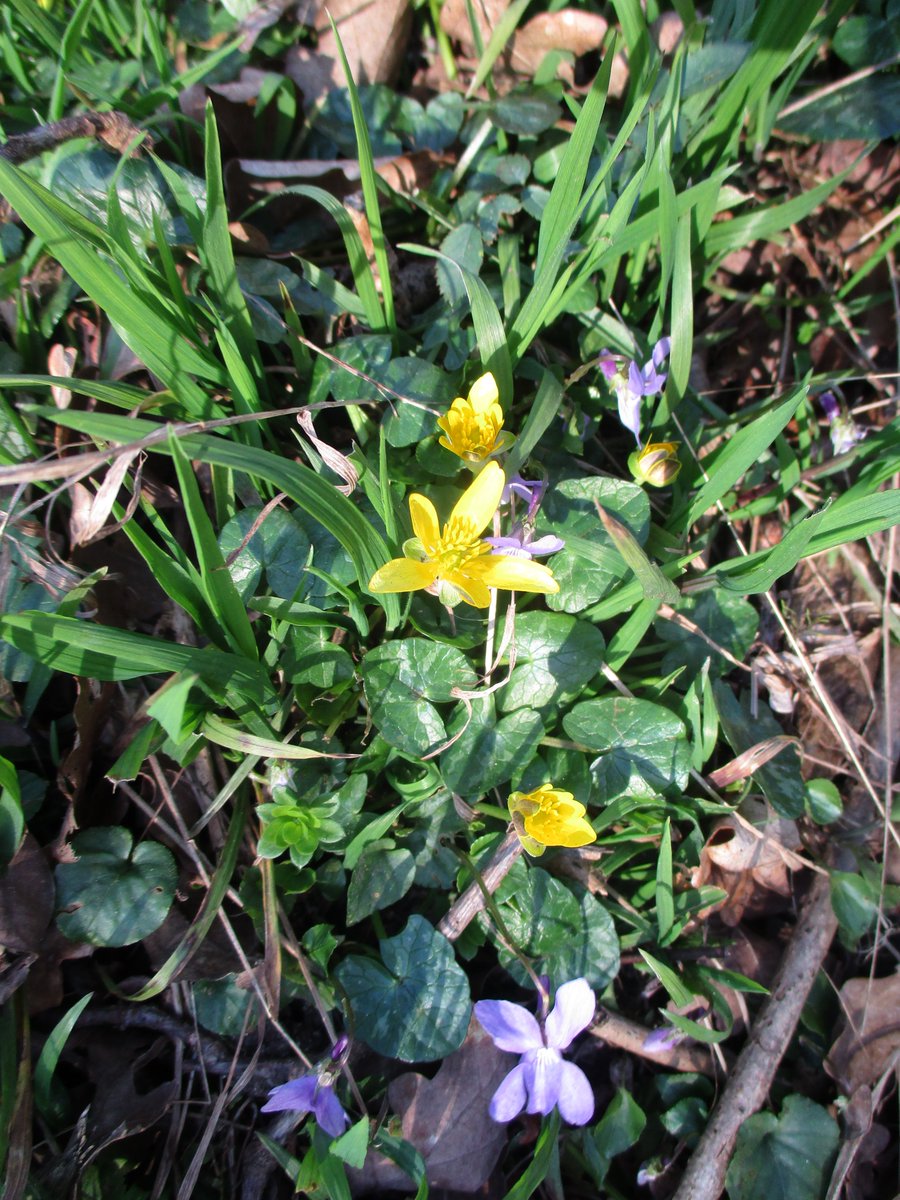 Stella Stafford 🍃 💚 🍃🦇🦇🦎🦎🕷️🕷️🦭🦭 🐌 tweet media