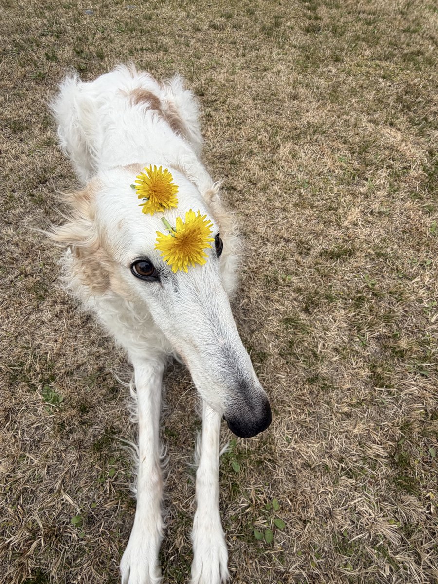 がんぼるぞい®︎ 💪🐶✨borzoi ボルゾイ tweet media