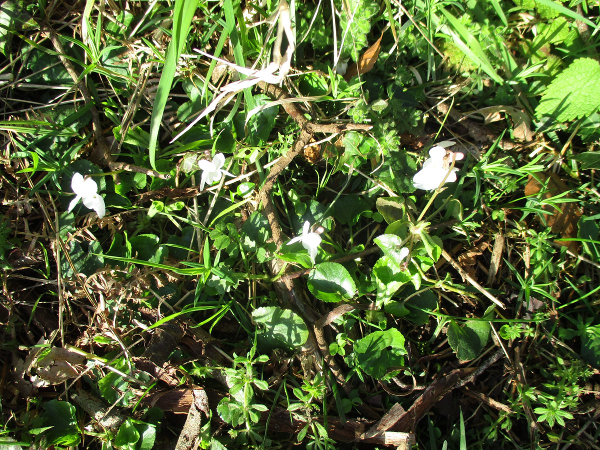 Stella Stafford 🍃 💚 🍃🦇🦇🦎🦎🕷️🕷️🦭🦭 🐌 tweet media