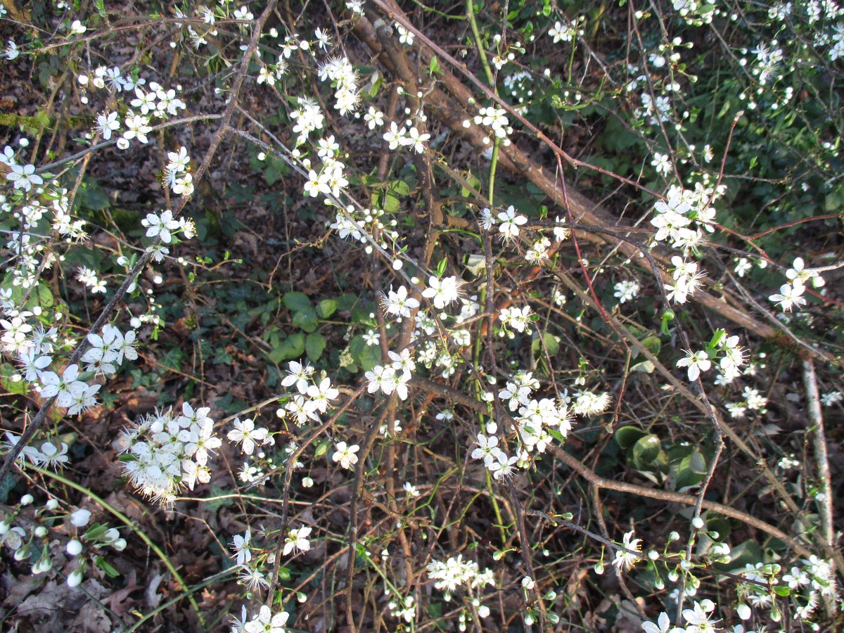 Stella Stafford 🍃 💚 🍃🦇🦇🦎🦎🕷️🕷️🦭🦭 🐌 tweet media