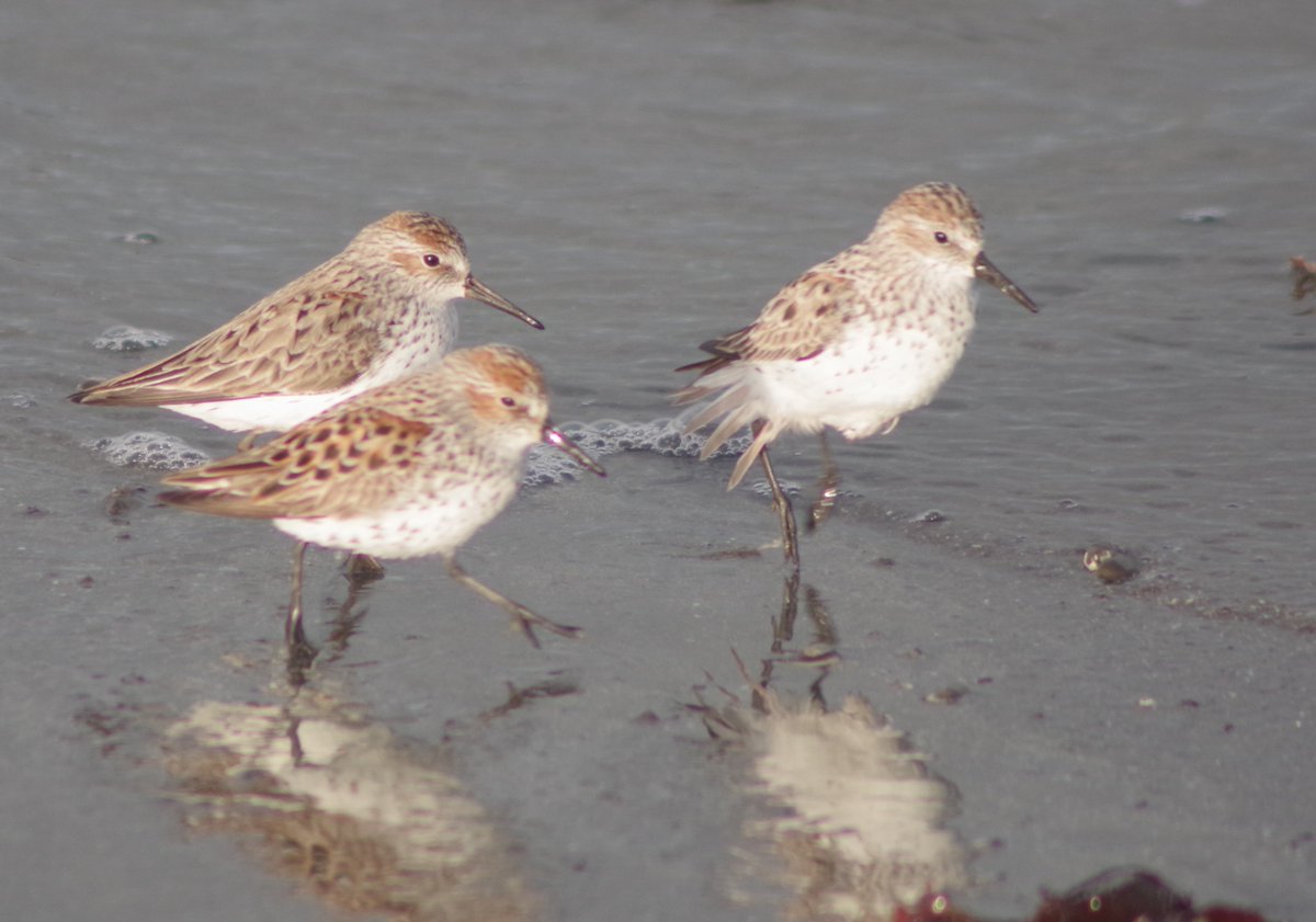 Kevin Rushton tweet media