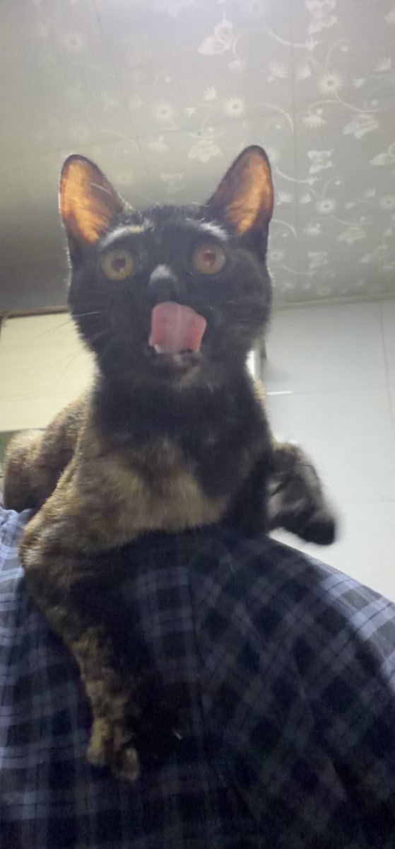 xv44586's tweet photo. 喜欢上头🐱 https://t.co/REf2WsCR9D