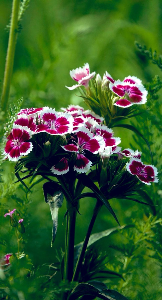 ✴︎ Maco ✴︎ tweet media