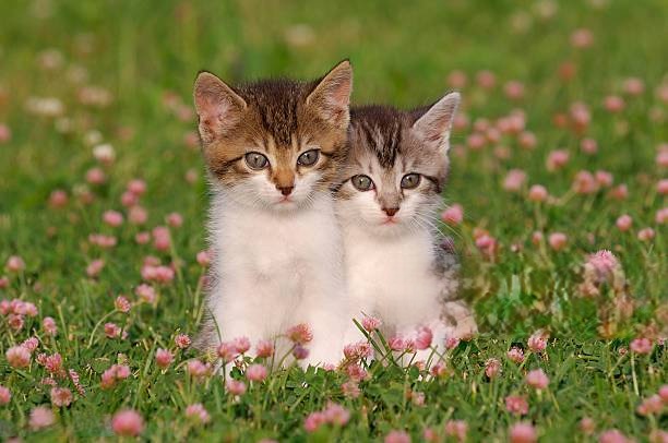 Susan Nelson tweet media