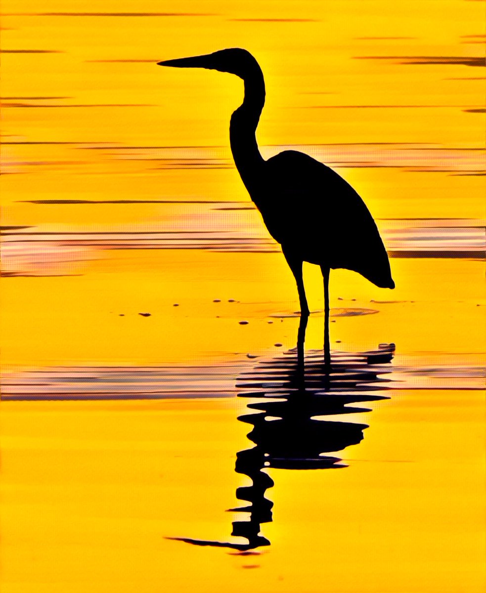 Will Stone tweet media