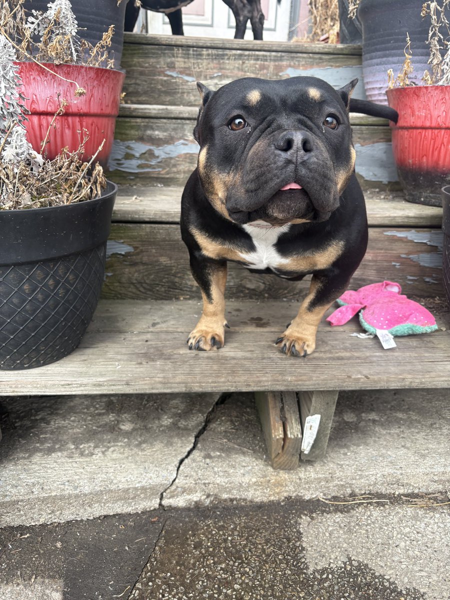 ambandzzzz tweet media