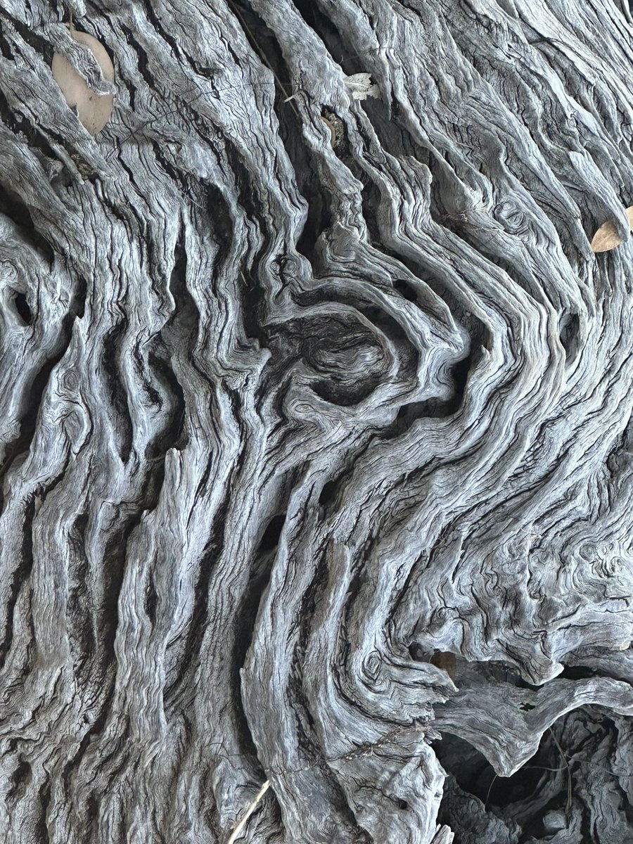 cida de aragon_art tweet media