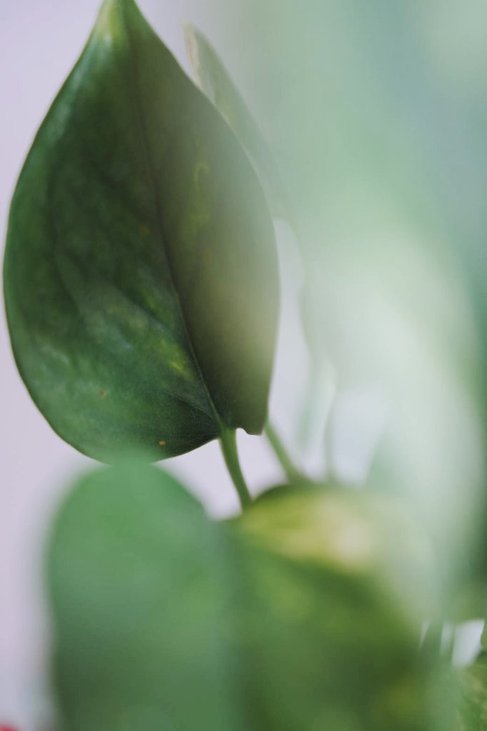 ふと、お部屋にあるポトスを撮ってみる。やっぱり多重露光って楽しい🌿