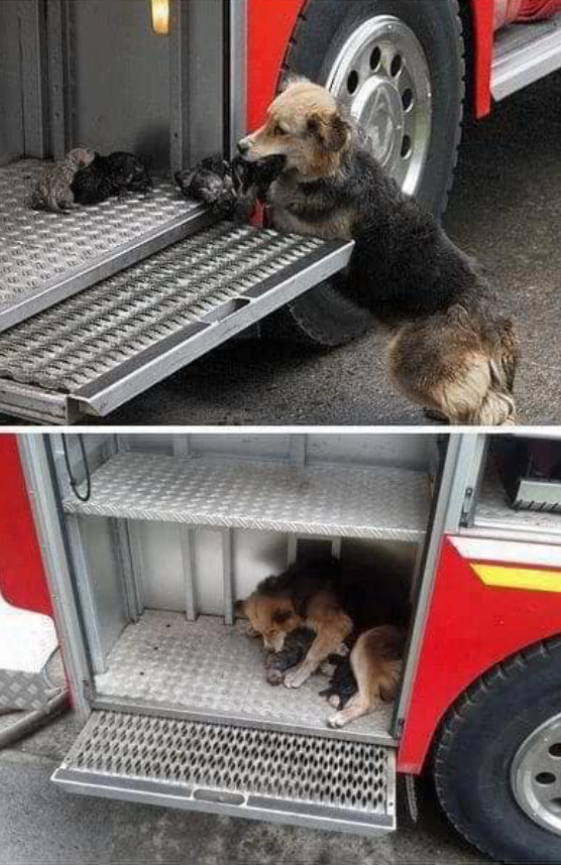 Best in Dogs tweet media