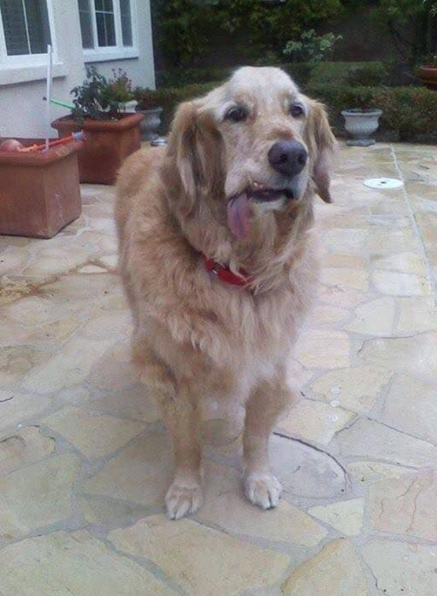 Tweets of Dogs tweet media