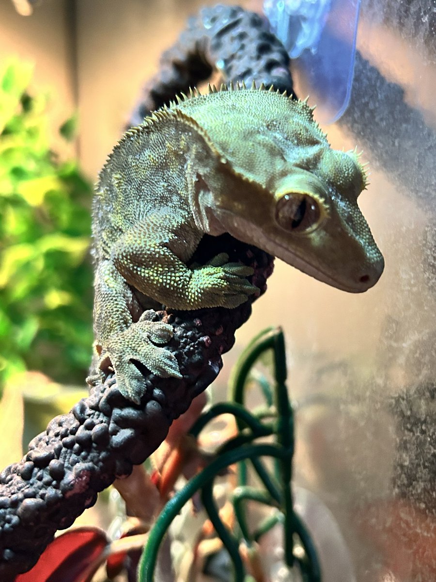 Snowie ❄️🐾 Snow Leppy VTuber tweet media