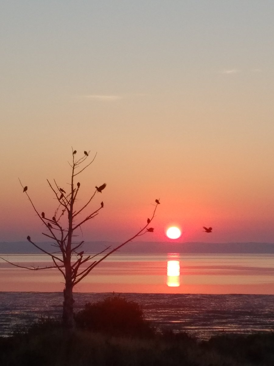 Lowell Thomson tweet media