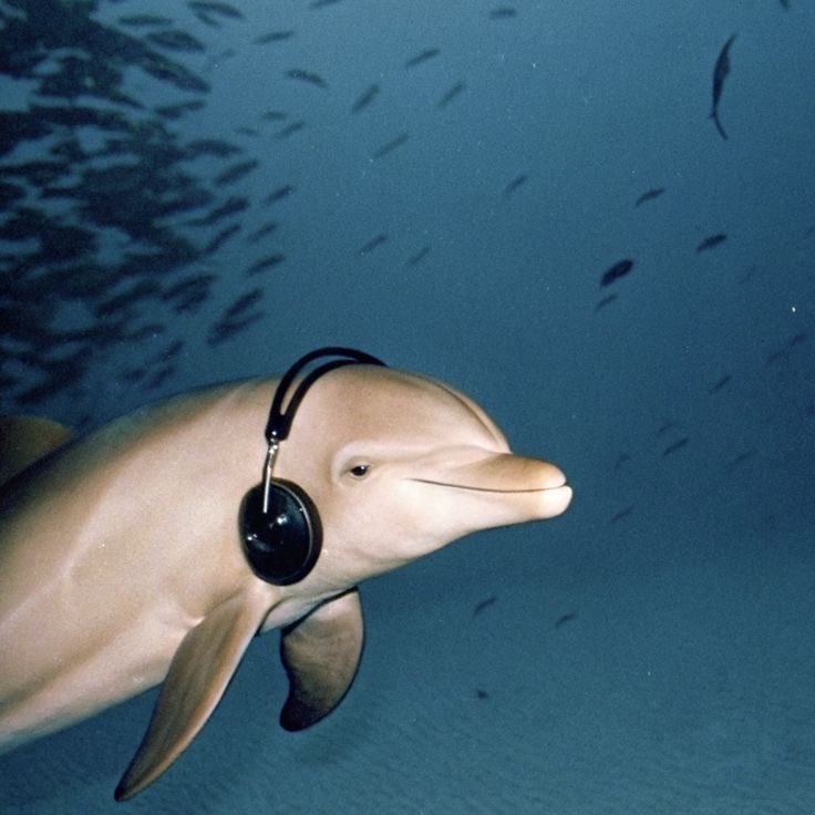 Neil Bar tweet media