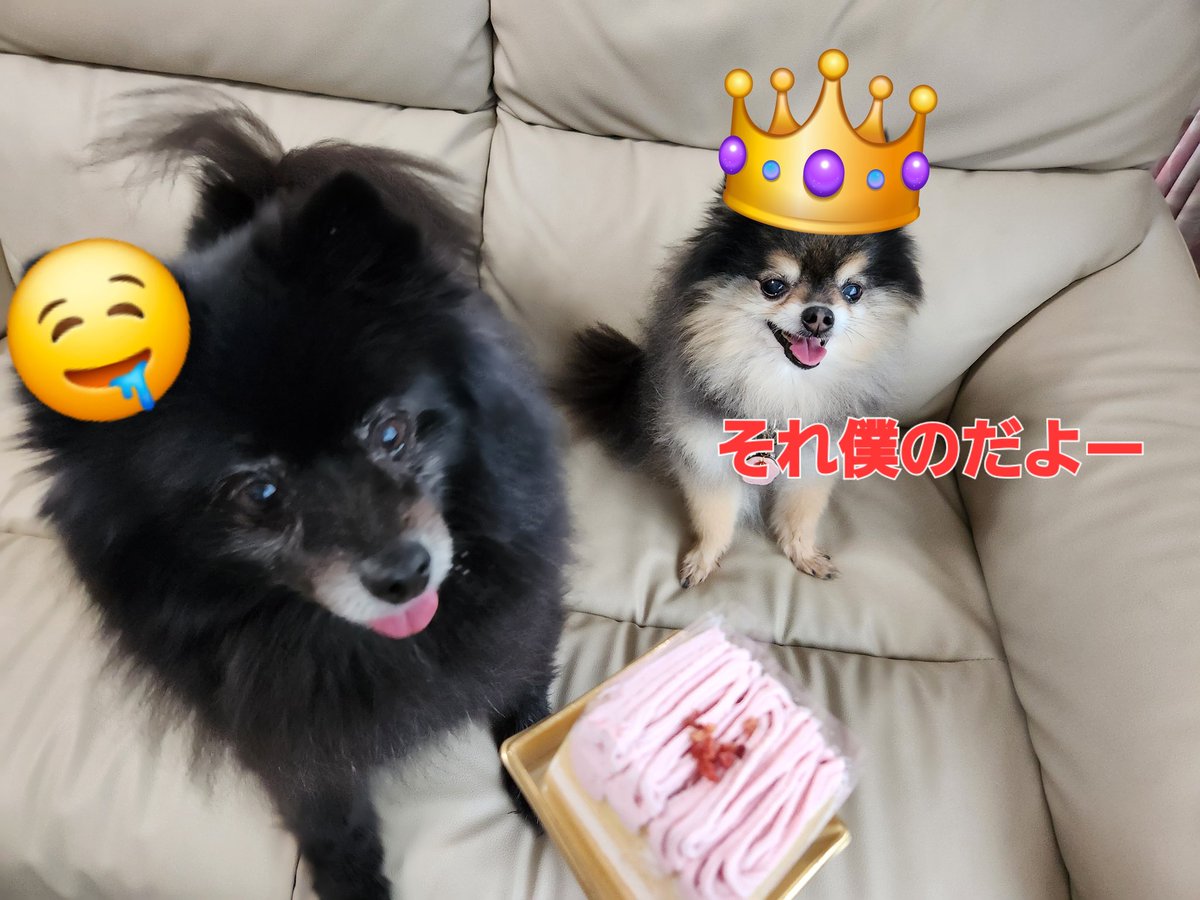 ポンポン tweet media