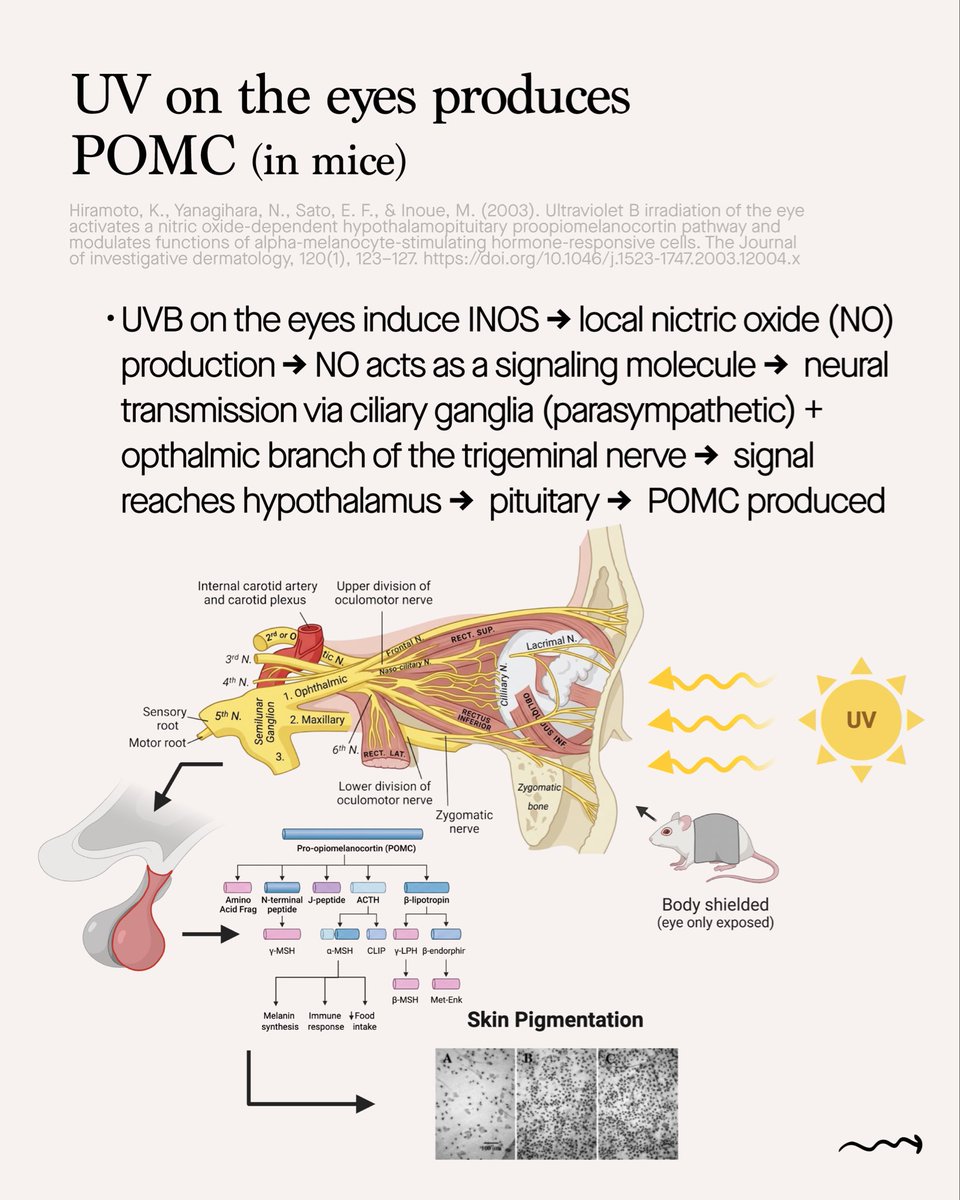 Jonathan Jarecki tweet media