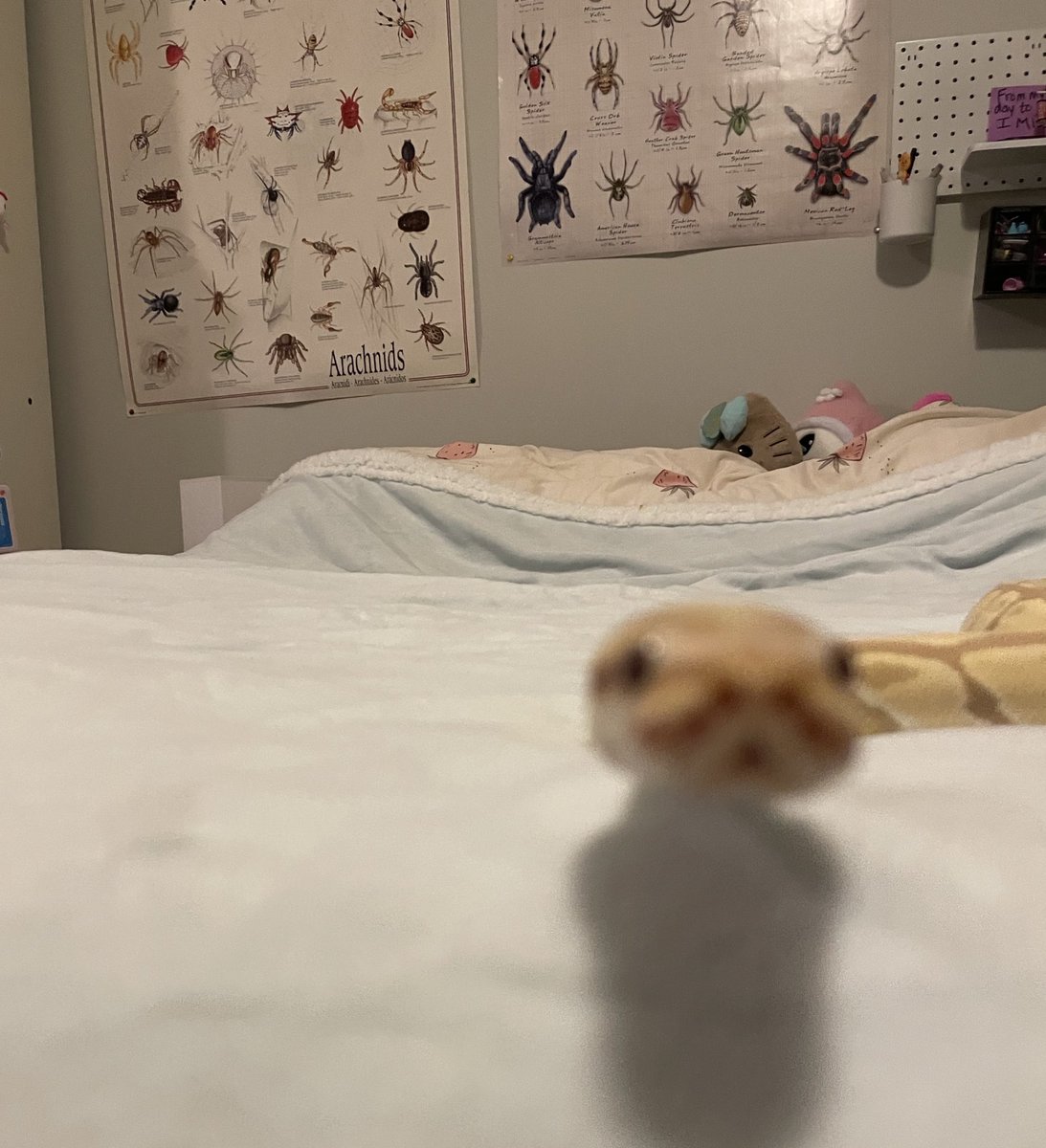 【ｗｏｒｍｓ】 tweet media