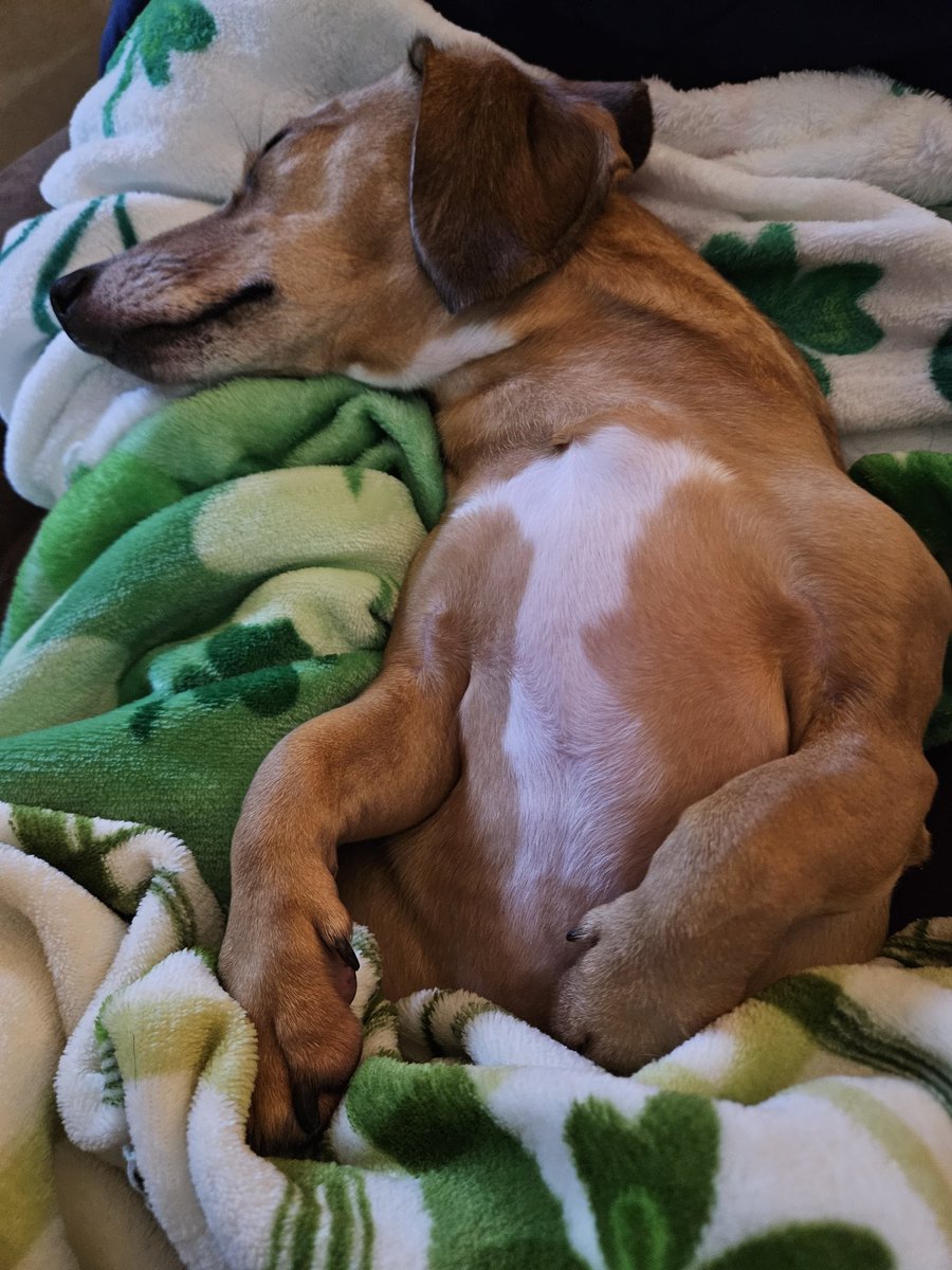 Jake and Delaney the Doxies tweet media