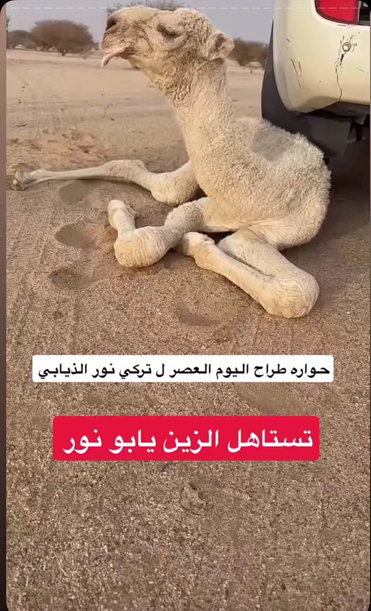 روق #بطل_شلفا_الوضح tweet media